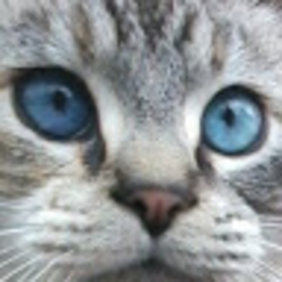 Meet your Posher, Holland - Picture 1 of 1